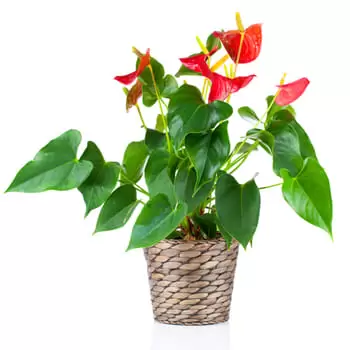 Bhairāhawā bloemen bloemist- Anturium in een plantenbak Bloem Levering
