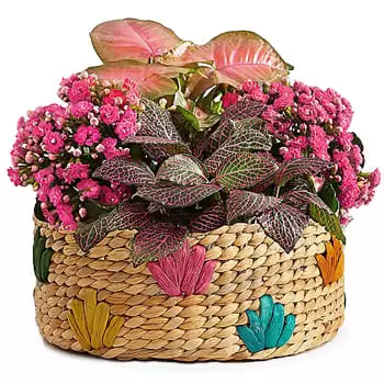 a i afjord flowers  -  Arrangement of Blooming Plants Flower Delivery