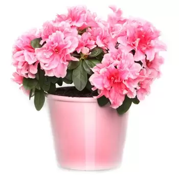 Philippines flowers  -  Azalea in a Planter  Delivery