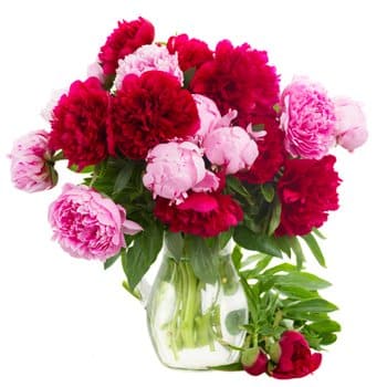 Ban Houakhoua bunga- Kecantikan Memerah Bunga Penghantaran