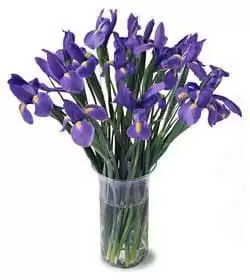 Dojc blomster- En masse iris Blomst Levering