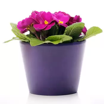 flores de Tânger- Plantas florescendo personalizadas Bouquet/arranjo de flor