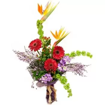 fiorista fiori di Recife- Bouquet di margherite e paradiso Bouquet floreale
