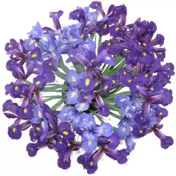 Rio de Janeiro blomster- Iris eksplosjonsbukett Blomsterarrangementer bukett