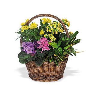 Stavanger kvety- Bohatý záhradný kvetinový košík Aranžovanie kytice
