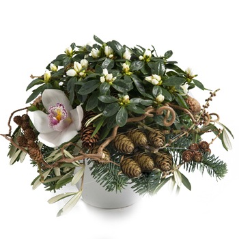Bergen Blumen Florist- Urlaubs-Azalea-Arrangement Bouquet/Blumenschmuck