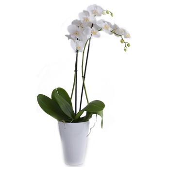 Oslo kvety- Živá orchidea Aranžovanie kytice