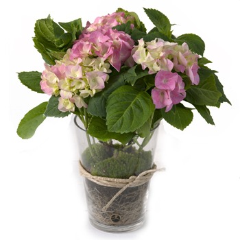 fleuriste fleurs de Oslo- Beauté en pot Bouquet/Arrangement floral