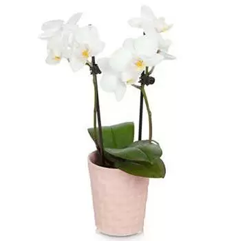Portland blommor- Pick Me Up Orchid Bukett/blomsterarrangemang