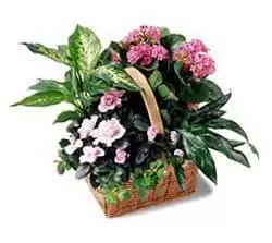 Isle Of Man flowers  -  Pink Assortment Basket Flower Delivery