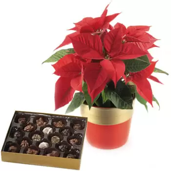 Bradford kwiaty- Rośliny Poinsettia i czekoladki świąteczne Bukiet ikiebana