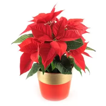 Leeds rože- Rastlina božična zvezda Cvet šopek/dogovor