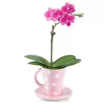 mesa kvety- Šálka orchidey Aranžovanie kytice