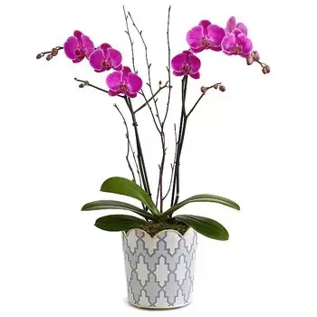 Seattle květiny- Krásná živá orchidej Kytice/aranžování květin