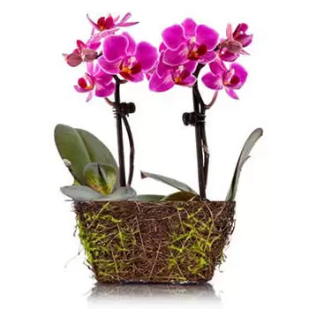 flores de Atlanta- Mini Orquídea Bouquet/arranjo de flor