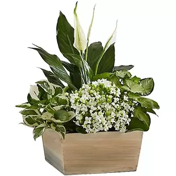 Ελ Πάσο λουλούδια- Serene White Garden Μπουκέτο/ρύθμιση λουλουδιών