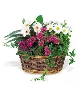 flores Gostime floristeria -  Enviar una canasta de flores de sonrisa Ramos de  con entrega a domicilio