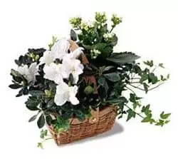 Turkmenistan flowers  -  White Assortment Basket Flower Delivery