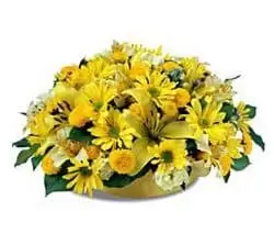 Bakonykuti Blumen Florist- Gelbe Melodie Blumen Lieferung