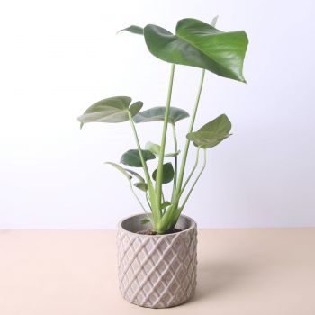 イエクラ モンステラ デリシオサ 40cm モンステラ デリシオサ 40cm 花配達 イエクラ イエクラ オンライン花屋