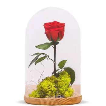 Benalmadena flori- Trandafir etern Floare Livrare