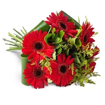 Alecrim Blumen Florist- Bouquet von 6 gleichfarbigen Gerberas Blumen Lieferung