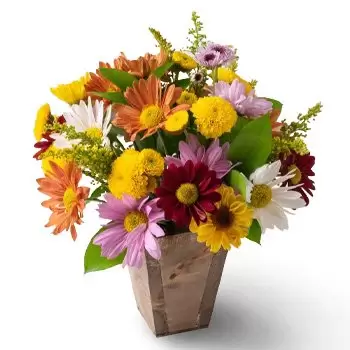 Alvinopolis bunga- Susunan Daisies dan Foliage berwarna-warni Bunga Penghantaran