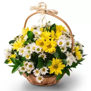 Aldeia bunga- Bakul Daisy dua warna Bunga Penghantaran