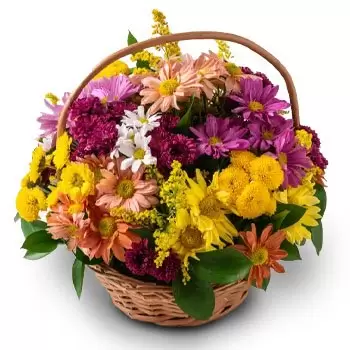 Alfredo Guedes bunga- Bakul Daisies berwarna-warni Bunga Penghantaran