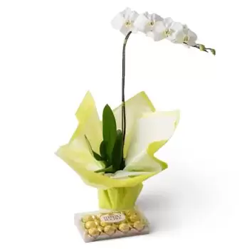 Aloandia bunga- Orkid Phalaenopsis untuk Hadiah dan Coklat Bunga Penghantaran