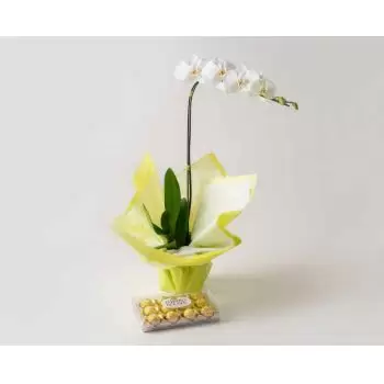 Alfredo Chaves kukat- Phalaenopsis orkidea lahjaksi ja suklaaksi Kukka Toimitus