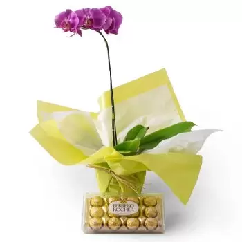 ベロオリゾンテ 花- ピンクとチョコレートファレノプシスオーキッド 花束/フラワーアレンジメント