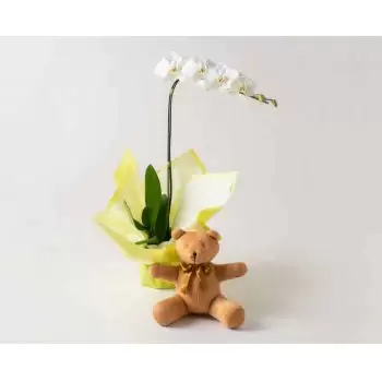 Φορταλέζα σε απευθείας σύνδεση ανθοκόμο - Phalaenopsis Ορχιδέα για δώρο και Teddybear Μπουκέτο
