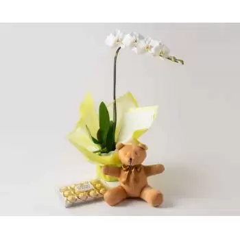 Sao Paulo Online cvjećar - Phalaenopsis orhideja za dar, čokolade i tedd Buket