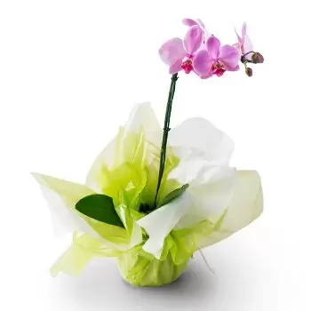 Alpercata Blumen Florist- Bicolor Phalaenopsis Orchidee Blumen Lieferung