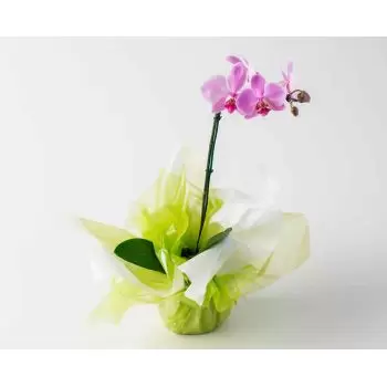 بائع زهور الكوباكا- ثنائي الألوان Phalaenopsis أوركيد زهرة التسليم