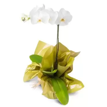 Amarante květiny- Phalaenopsis Orchidej na dárek Květ Dodávka