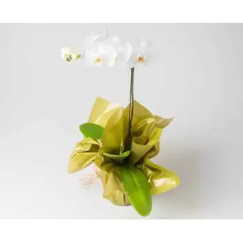 flores Abuna floristeria -  Phalaenopsis Orquídea para regalo Ramos de  con entrega a domicilio