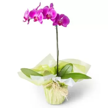 Belém kedai bunga online - Orkid phalaenopsis merah jambu Sejambak