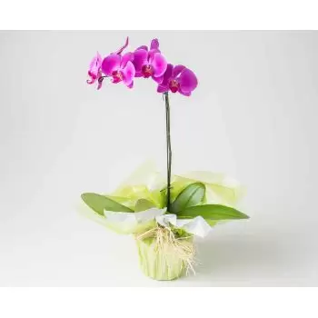 America kukat- Vaaleanpunainen phalaenopsis orkidea Kukka Toimitus