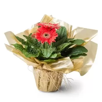 아구아 도스 꽃- 심은 거베라스 꽃 배달