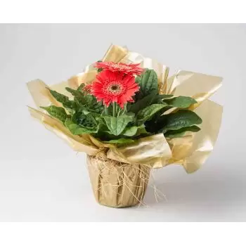 flores Alcántaras floristeria -  Gerberas plantadas Ramos de  con entrega a domicilio