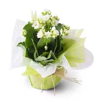 Airoes Blumen Florist- WeißeS Glück Blume für Geschenk Blumen Lieferung