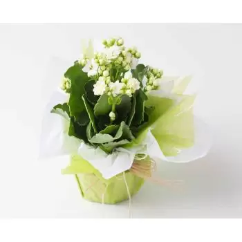 Aguas Frias kukat- Valkoinen onnenkukka lahjaksi Kukka Toimitus