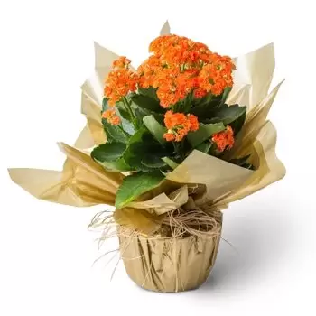 Fortaleza online Blomsterhandler - Orange Fortune Blomst Buket