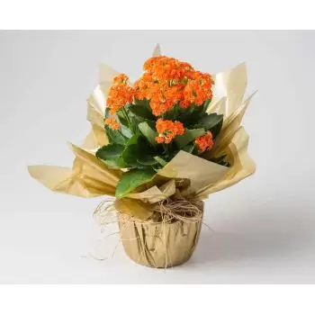 Belo Horizonte Floristeria online - Flor de la Fortuna Naranja Ramo de flores