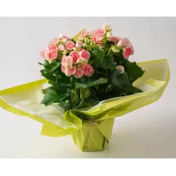 Akr květiny- Begonia v dárkové váze Květ Dodávka