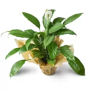Acu da Torre flowers  -  Peace Lilies Flower Delivery