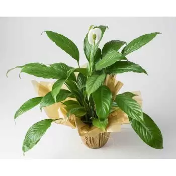 Brazil flowers  -  Peace Lilies Flower Delivery
