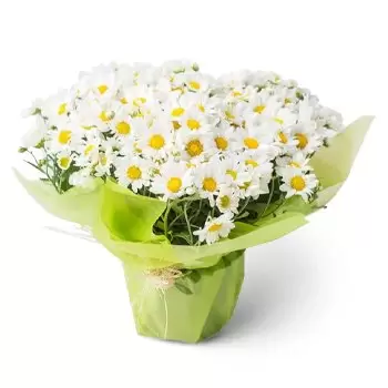 بائع زهور أنجلانديا- الإقحوانات المزروعة زهرة التسليم